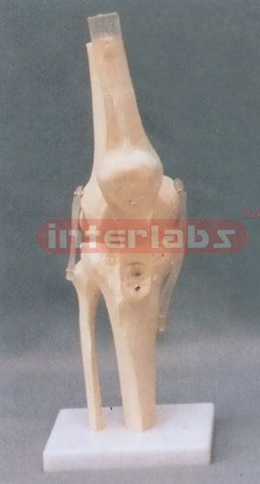 KNEE JOINT FUNCTIONAL MODEL